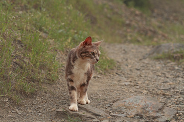 Tekir