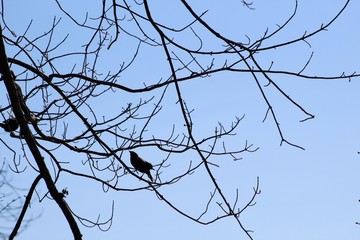 Silhouette of red wing black bird perched on branch