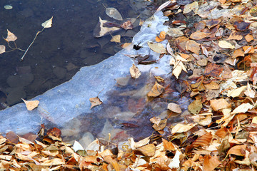 fallen leaves frozen in the icy river