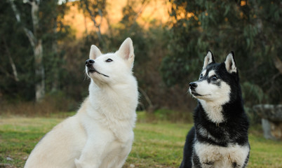 Two Siberian Husky dogs outdoor portrait in nature