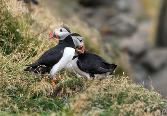 The Atlantic puffin, also known as the common puffin