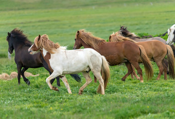 Naklejka na ściany i meble A herd of Icelandic horses in a pasture in Iceland