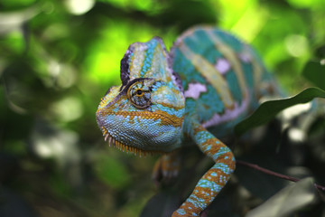 blue cameleon