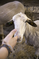 Sheep in pen
