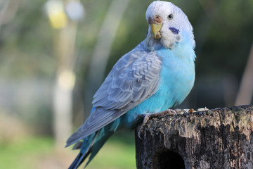 blue parrot