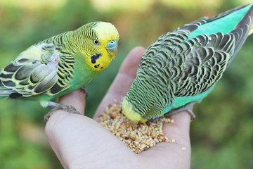 feeding birds from hand