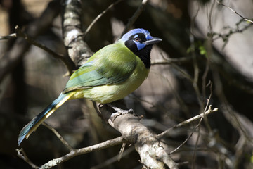 Fototapeta premium Green Jay at Laguna Atascosa National Wildlife Refuge in Texas