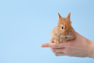 Woman's hands holding cute ginger bunny rabbit on blue background