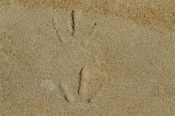 Seagul's footprint on the sand