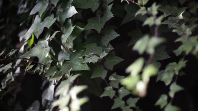 アイビー・日差し