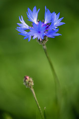 Blue cornflower in a green field. Close-up