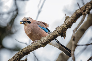 Jay