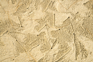 Crab hole background 3