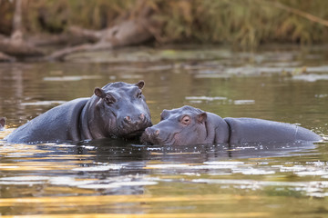 Fototapeta na wymiar Hippopotamus Sleeping, Kruger National Park