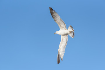 Obraz premium Ring-billed Seagull in Flight Against a Clear Blue Sky