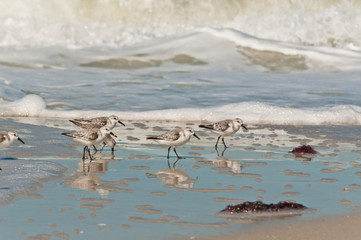 Fototapeta na wymiar Front view of five sanderling, sea birds walking along a shoreline of a tropical beach, searching for baby, surf clams to eat in the Gulf of Mexico