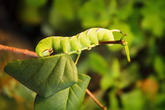 Large caterpillar  hawk