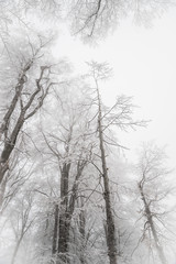 Fototapeta na wymiar Winter day in the forest