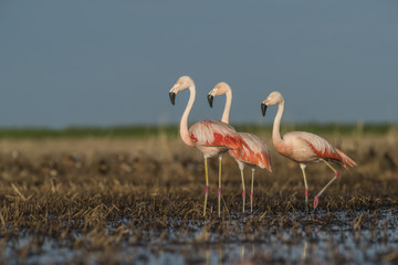 Flamingos, Patagonia Argentina