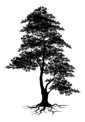 tree silhouette isolated on white background.