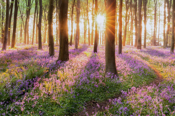 Beautiful woodland bluebell forest in spring. Purple and pink flowers under tree canopys with sunrise at dawn © mreco