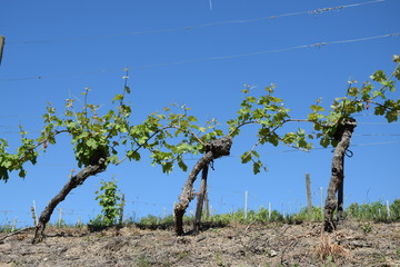 Weinberg