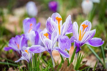 Spring crocus chrysanthus violet flowers