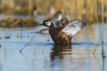 White-tufted Grebe, La Pampa Argentina