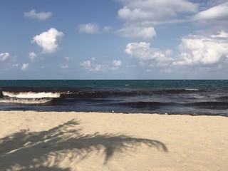 palm tree shadow on ocean beach