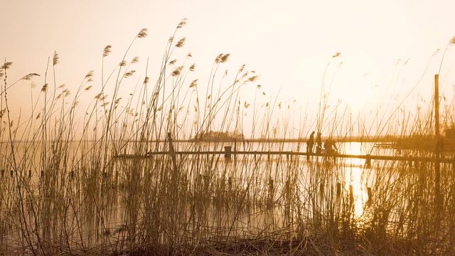 Sunset with ice skaters behind reed waving in the wind
