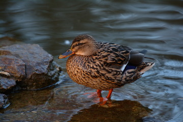 Mallard duck female next to a river. 