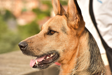 Portrait of a dog. German Shepherd dog for a walk.