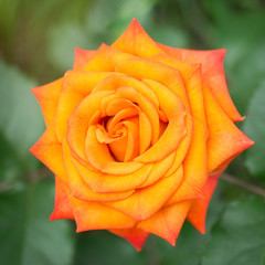 Orange Rose Blooming in Garden