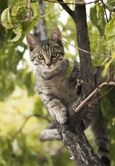 Naklejka na ściany i meble Cat in a Tree
