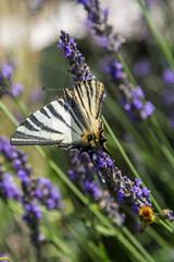 Schwalbenschwanz Schmetterling auf Lavendel