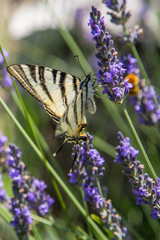 Schwalbenschwanz Schmetterling auf Lavendel