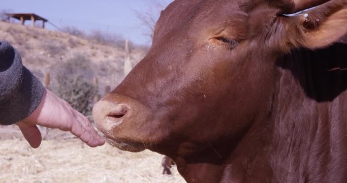 Young Watusi cattle sniffs hand - close up slow motion
