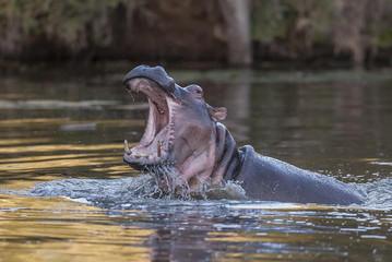 Fototapeta premium Hippopotamus Sleeping, Kruger National Park