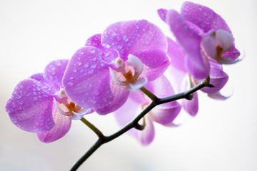 Naklejka na ściany i meble Beautiful Phalaenopsis orchid flowers. Pink orchid flower.