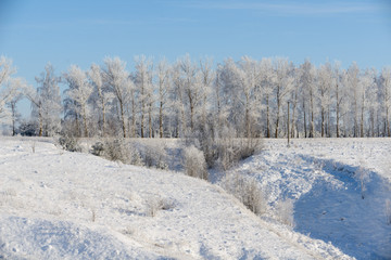 Fototapeta na wymiar Winter forest in the cold.