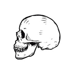 Vector illustration of side view human skull 