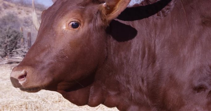 Young Watusi cattle looks wide eyed into camera - close up side profile