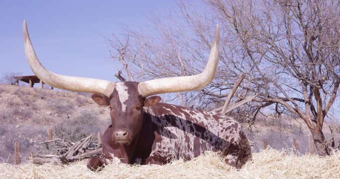 Watusi cattle laying down looking towards camera - wide shot