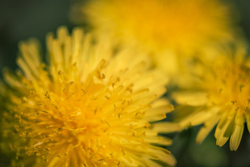 Macro Dandelion