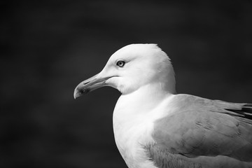 Seagull 4 _ B&W