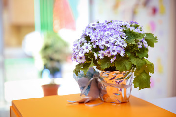 Purple ribbon flower . Beautiful bouquet of blue flowers in a small vase . Purple(violet) and white flowers on selective focus background.