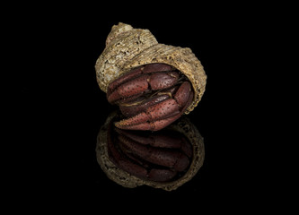 A close up photograph of a hermit crab emerging from the host shell
