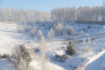 Winter forest in the cold.