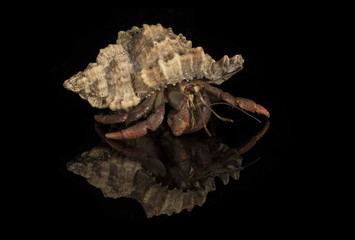 A close up photograph of a hermit crab emerging from the host shell - obrazy, fototapety, plakaty