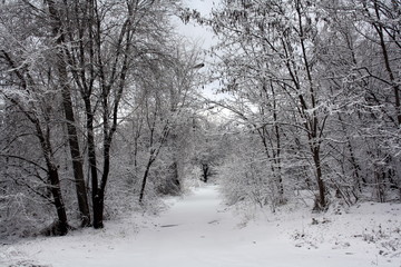 Snow-covered avenue